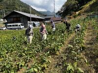 畑に入って雑草取り