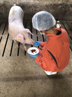 豚にトマト給餌