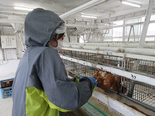 鶏舎内での管理