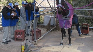 装蹄の見学